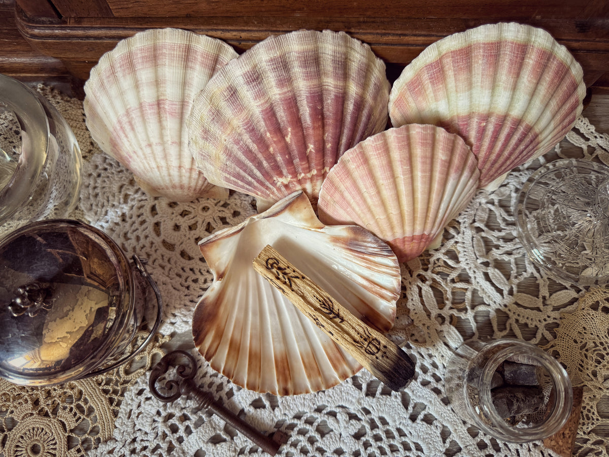 Coquille Saint-Jacques