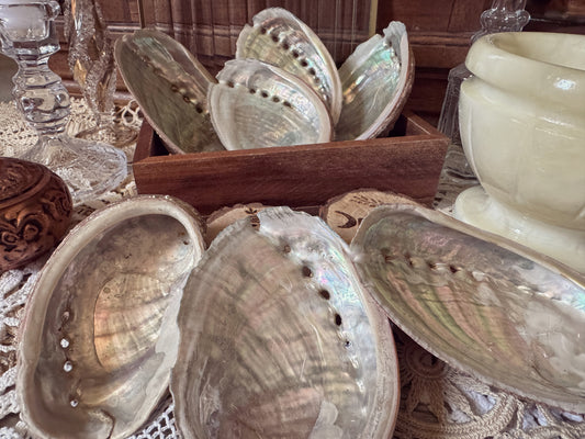 Coquille d’Abalone