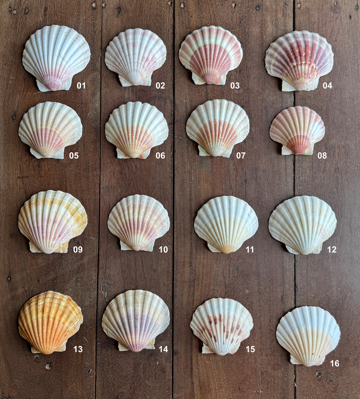 Coquille Saint-Jacques