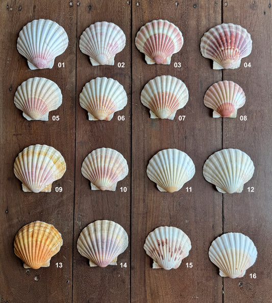 Coquille Saint-Jacques