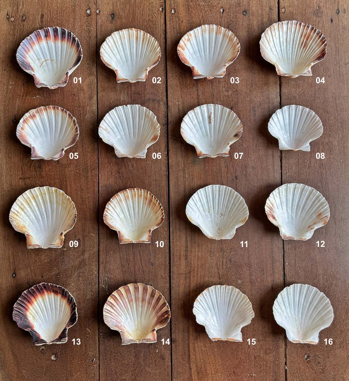 Coquille Saint-Jacques