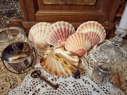 Coquille Saint-Jacques