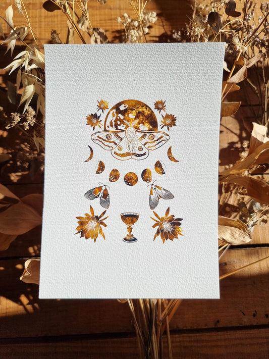 Moth and Moon