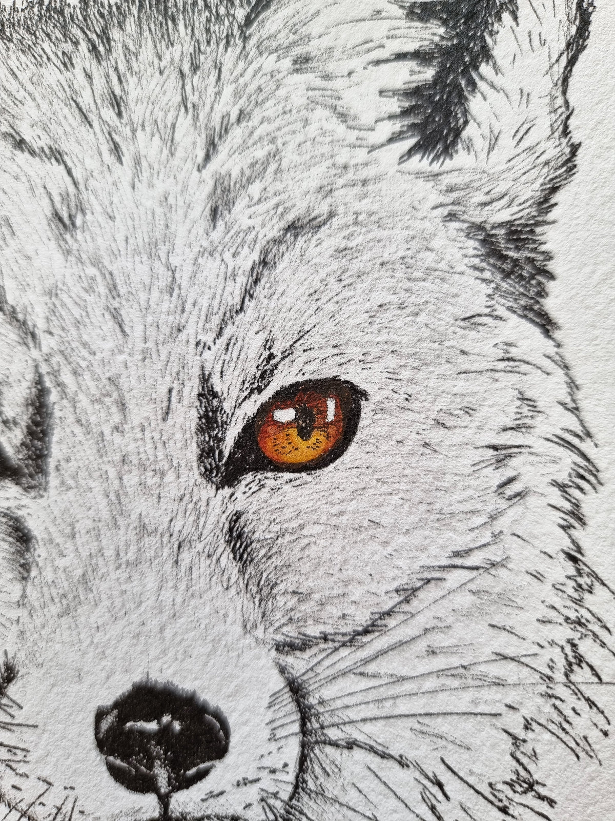 Les Yeux du Renard