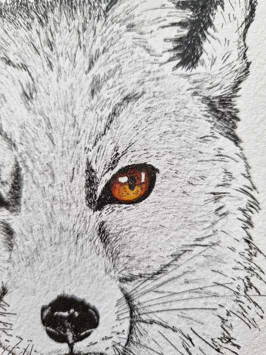 Les Yeux du Renard